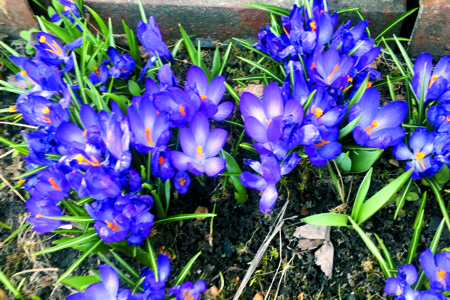 Красивые весенние цветы в саду и интерьере: 35 фото