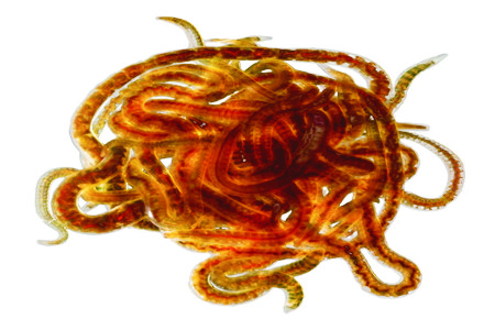 Обнаружены черви с двумя головами