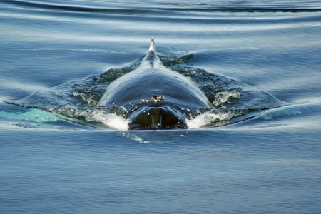 Морская свинья Vaquita на грани исчезновения