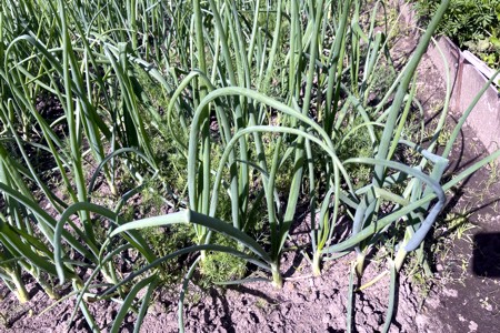 Что мы знаем о свойствах чеснока